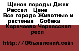 Щенок породы Джек Рассел › Цена ­ 45 000 - Все города Животные и растения » Собаки   . Карачаево-Черкесская респ.